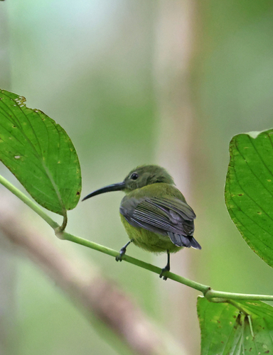 Toxorhamphus novaeguineae observed 2025-11-01