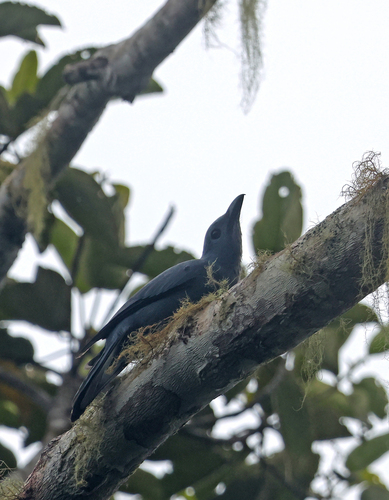 Coracina caeruleogrisea observed 2025-11-01