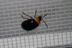 Morphosphaera caerulea