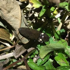 Ignelater havaniensis