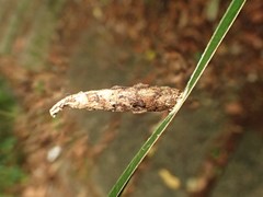 Striglocyrbasia meguae