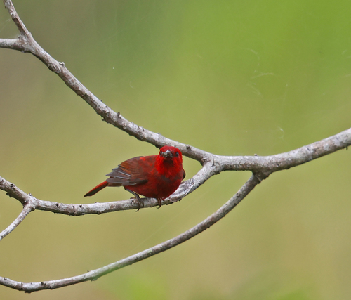 Myzomela cruentata observed 2025-10-31