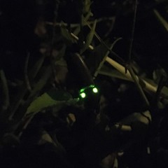 Ignelater havaniensis