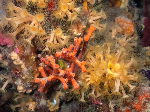 Yellow Cluster Anemone, Medes Islands, Girona, Spain, photo 5 of 10
