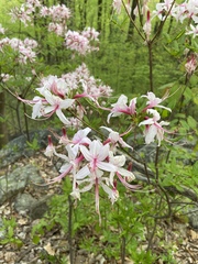 Rhododendron prinophyllum