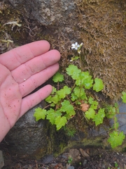 Boykinia occidentalis, photograph author not stated, no rights reserved