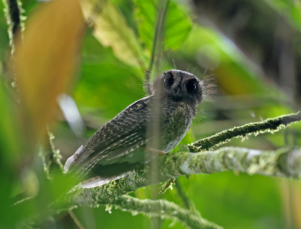 Wallace's Owlet-nightjar