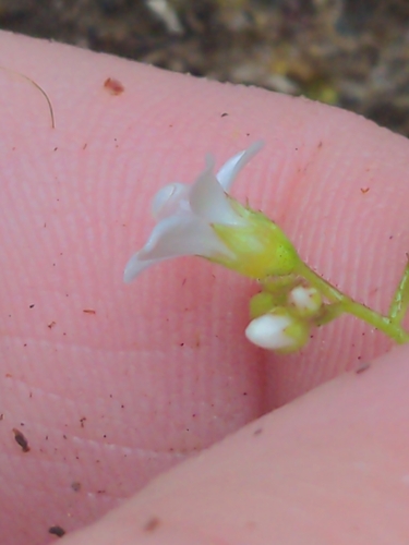 Boykinia occidentalis, photograph 3