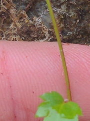Boykinia occidentalis, photograph author not stated, no rights reserved