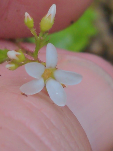 Boykinia occidentalis, photograph 5