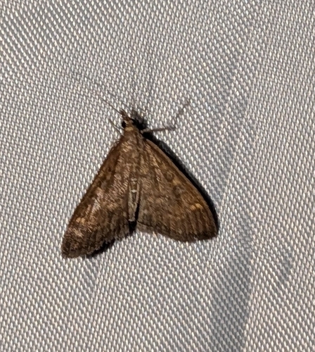 Mecyna mustelinalis photo 4