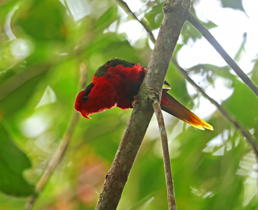 Perkici josephina (Charmosyna josefinae)