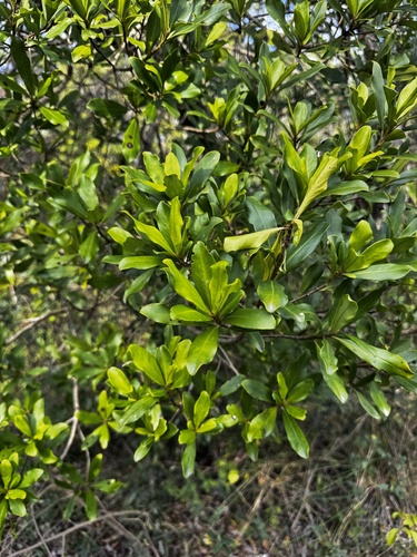 Myrsine laetevirens