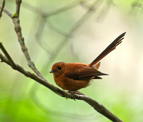 Rhipidura atra observed 2025-10-29