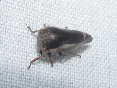 Ophiderma flavicephala