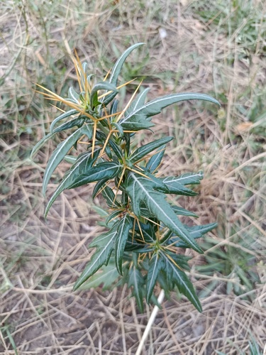 spiny cocklebur