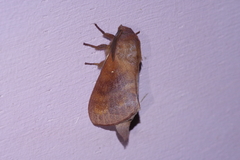 Dendrolimus okinawanus