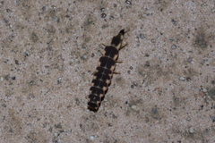 Pyrocoelia matsumurai