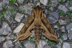 Hippotion velox