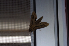 Hippotion velox