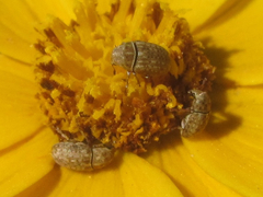 Trigonorhinus limbatus