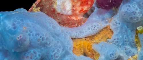 Bluish Encrusting Sponge, Girona, ES-CT, ES, photo 7 of 10