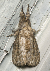 Dasychira atrivenosa