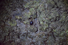 Diaperinae