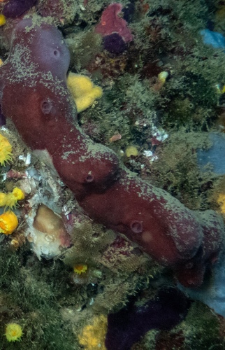 Stony Sponge, Girona, ES-CT, ES, photo 7 of 10