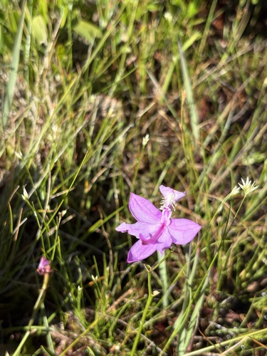 Tuberous Grasspink