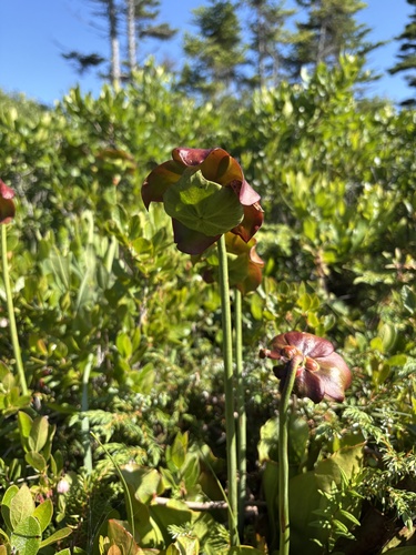 purple pitcher plant