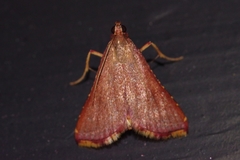 Endotricha minialis