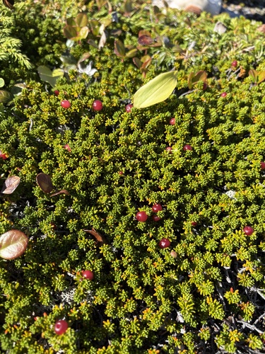 Rock Crowberry
