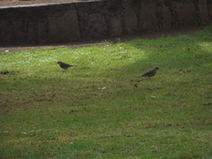 Turdus rufopalliatus