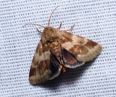 Schinia obscurata