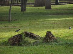 Melanerpes aurifrons