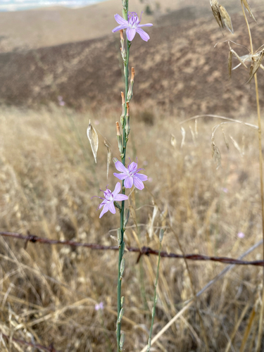 Stephanomeria virgata, photograph 4