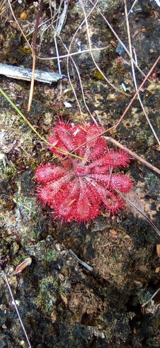 Drosera montana (Drosera montana)