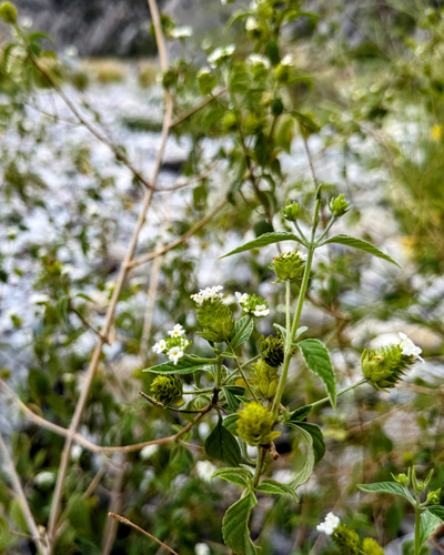 Lantana canescens, photograph 3