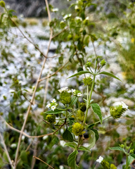 Lantana canescens, photograph (c) Cody Hinchliff, some rights reserved (CC BY)