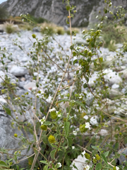 Lantana canescens, photograph (c) Cody Hinchliff, some rights reserved (CC BY)