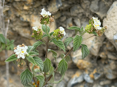 Lantana canescens