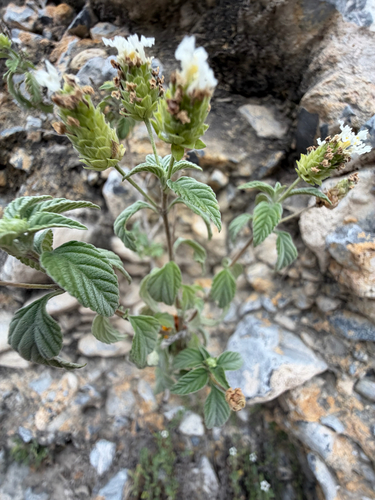 Lantana canescens, photograph 1