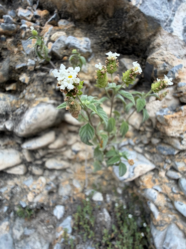Lantana canescens, photograph 2