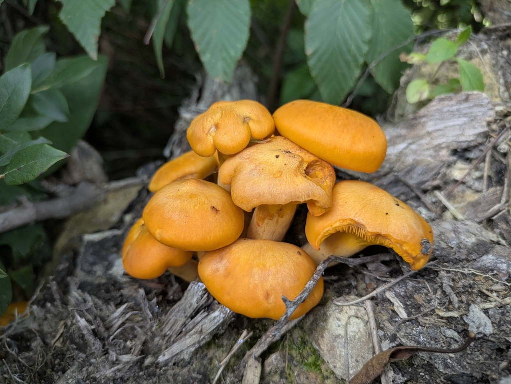 Eastern American jack-o'-lantern · July 2026 · photo: Photo: (c) Court Harding, some rights reserved (CC BY) · iNaturalist