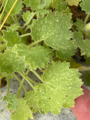 Eucnide bartonioides, photograph (c) Cody Hinchliff, some rights reserved (CC BY)