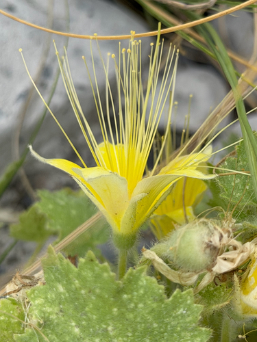 Eucnide bartonioides, photograph 2