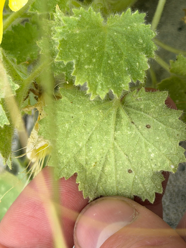 Eucnide bartonioides, photograph 3