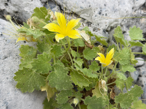 Eucnide bartonioides, photograph 5