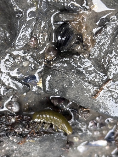 Rockweed isopod